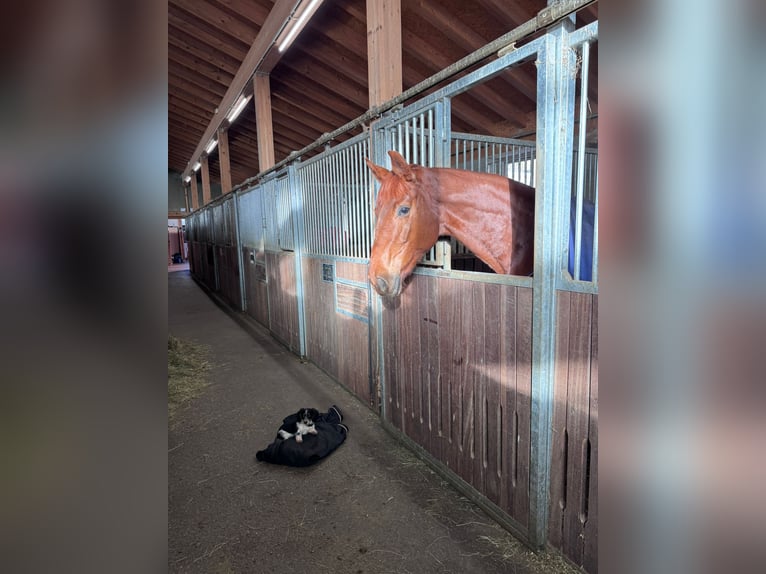 Koń hanowerski Klacz 6 lat 165 cm Kasztanowata in Nesselwängle