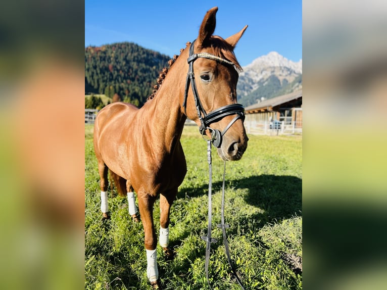 Koń hanowerski Klacz 6 lat 165 cm Kasztanowata in Nesselwängle