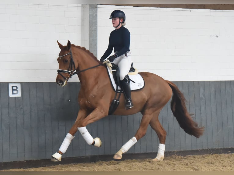 Koń hanowerski Klacz 6 lat 165 cm Kasztanowata in Tiddische