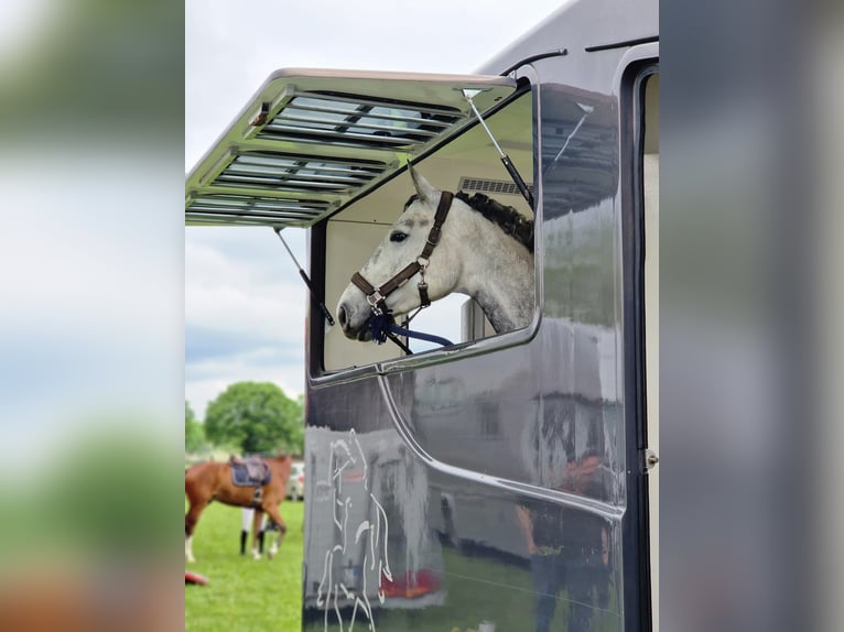 Koń hanowerski Klacz 6 lat 165 cm Siwa in Wedemark