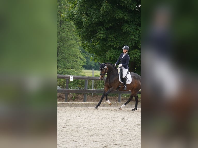 Koń hanowerski Klacz 6 lat 165 cm Skarogniada in Ahrensburg