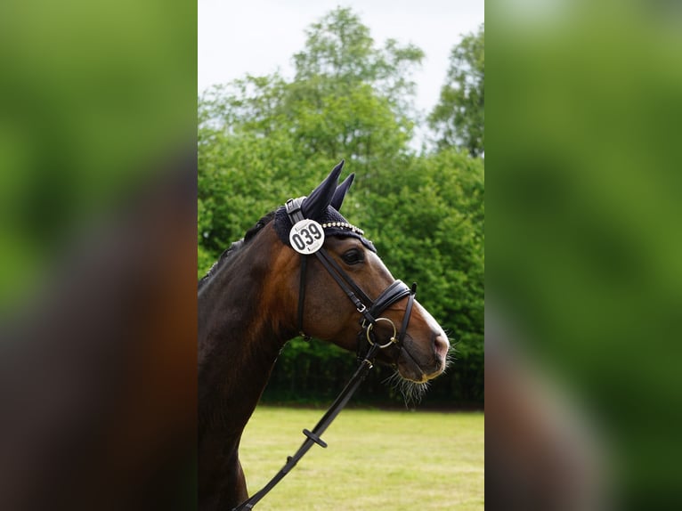 Koń hanowerski Klacz 6 lat 165 cm Skarogniada in Ahrensburg
