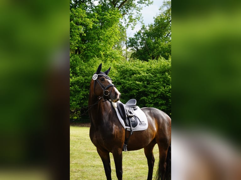 Koń hanowerski Klacz 6 lat 165 cm Skarogniada in Ahrensburg