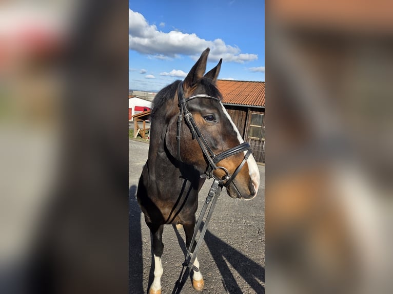 Koń hanowerski Klacz 6 lat 166 cm Ciemnogniada in Schlüchtern