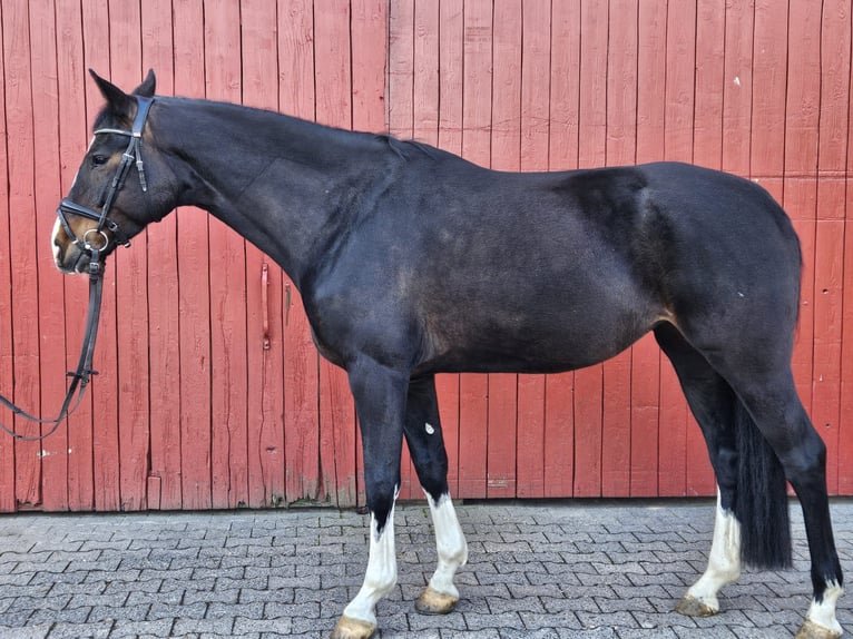 Koń hanowerski Klacz 6 lat 166 cm Ciemnogniada in Schlüchtern