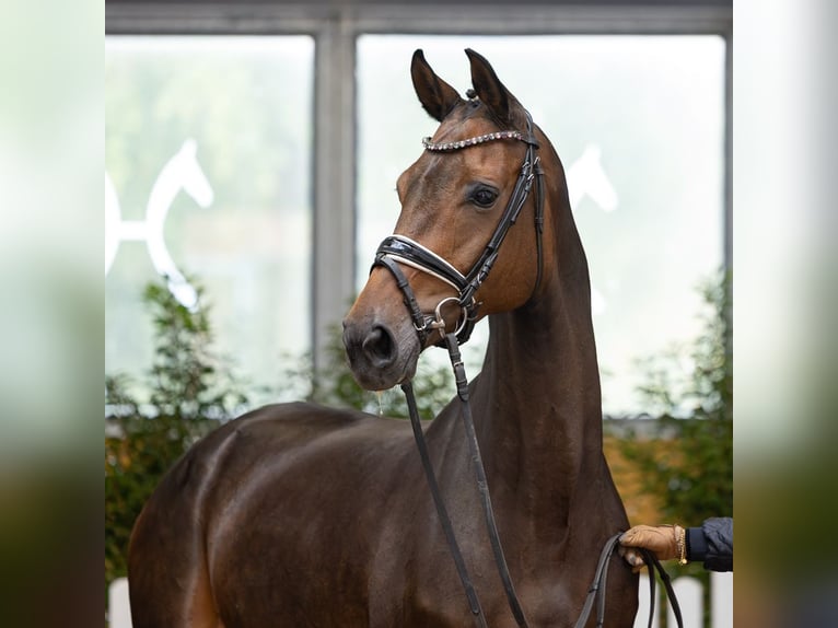 Koń hanowerski Klacz 6 lat 166 cm Ciemnogniada in Verden