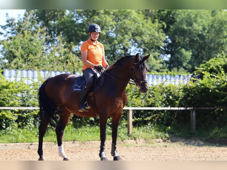 Koń hanowerski Klacz 6 lat 166 cm Gniada in Dannenberg (Elbe)