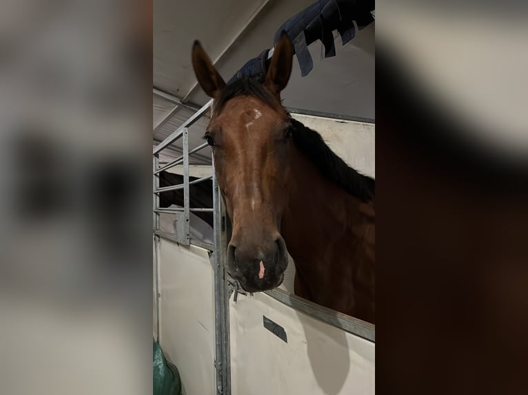Koń hanowerski Klacz 6 lat 166 cm Gniada in Freisen