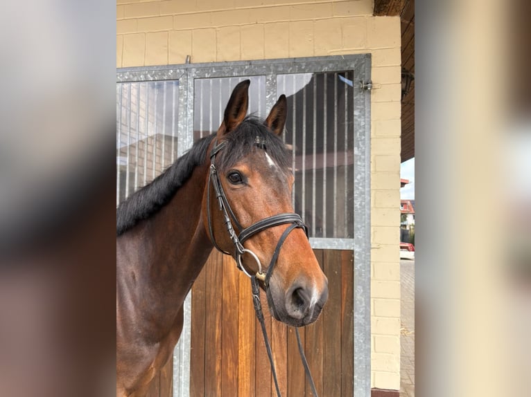 Koń hanowerski Klacz 6 lat 166 cm Gniada in Einbeck