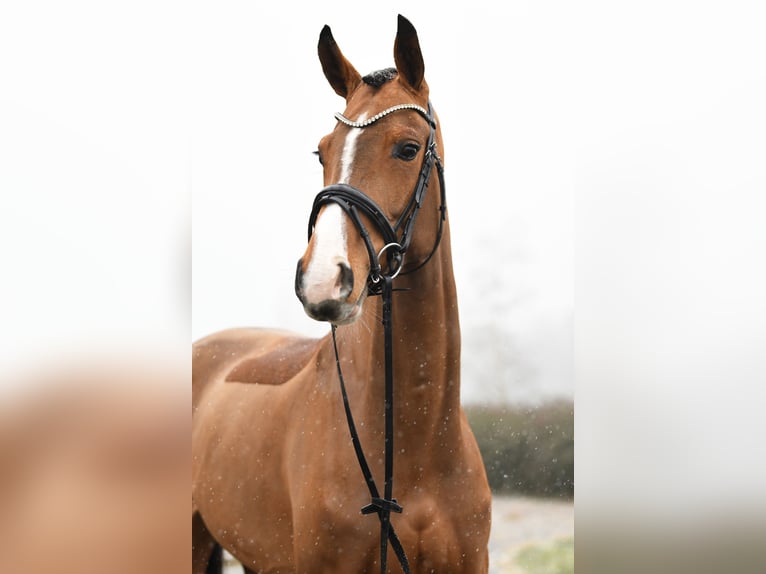 Koń hanowerski Klacz 6 lat 166 cm Gniada in Bonefeld