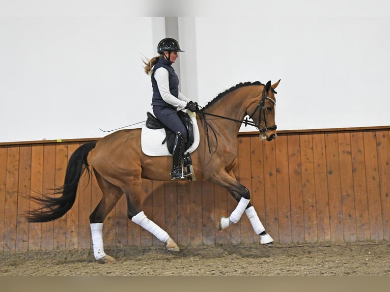 Koń hanowerski Klacz 6 lat 166 cm Gniada in Bonefeld