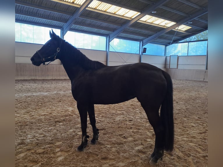 Koń hanowerski Klacz 6 lat 166 cm Kara in Königswinter