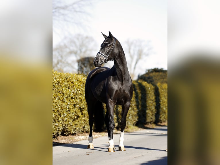 Koń hanowerski Klacz 6 lat 166 cm Kara in Vechta