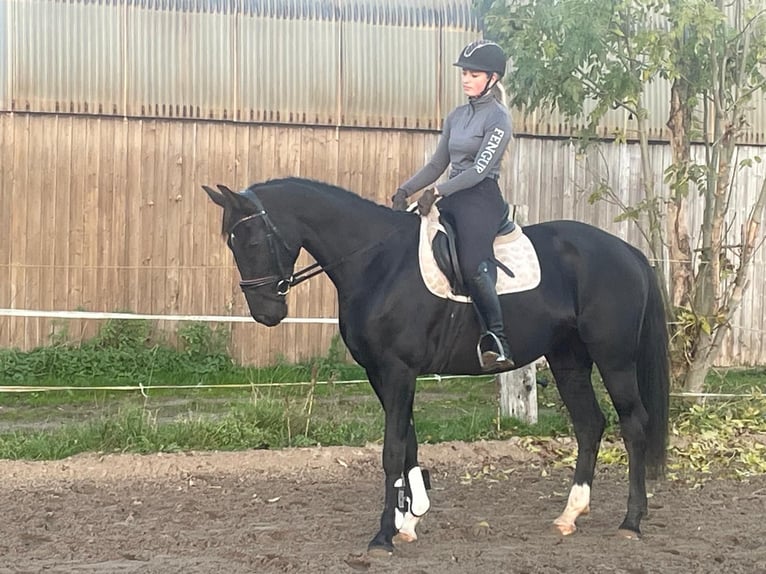 Koń hanowerski Klacz 6 lat 166 cm Kara in Bleckede