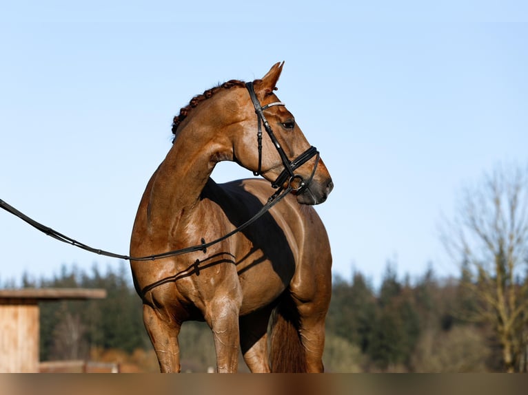 Koń hanowerski Klacz 6 lat 166 cm Kasztanowata in G&#xFC;by
