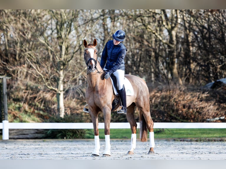 Koń hanowerski Klacz 6 lat 166 cm Kasztanowata in G&#xFC;by