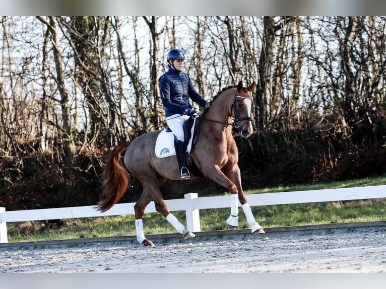 Koń hanowerski Klacz 6 lat 166 cm Kasztanowata in G&#xFC;by