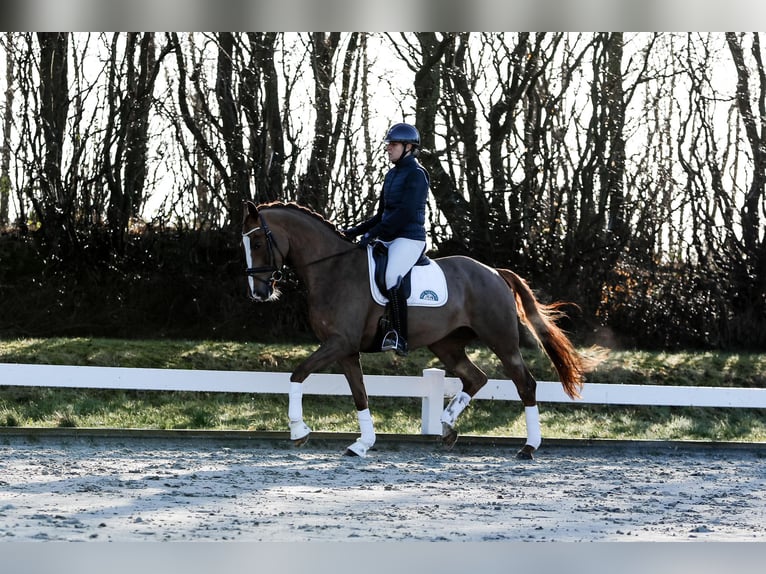 Koń hanowerski Klacz 6 lat 166 cm Kasztanowata in G&#xFC;by