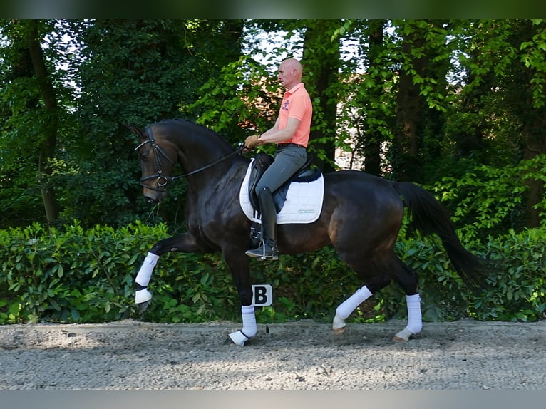 Koń hanowerski Klacz 6 lat 167 cm Ciemnogniada in Hemslingen