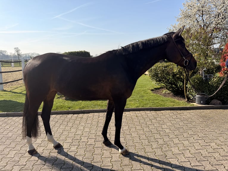 Koń hanowerski Klacz 6 lat 167 cm Ciemnogniada in Nordwalde