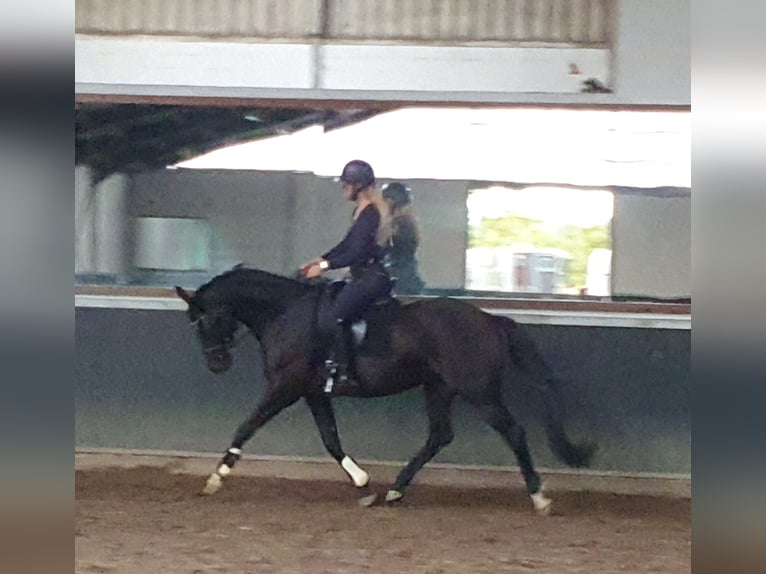 Koń hanowerski Klacz 6 lat 167 cm Ciemnogniada in Weelde