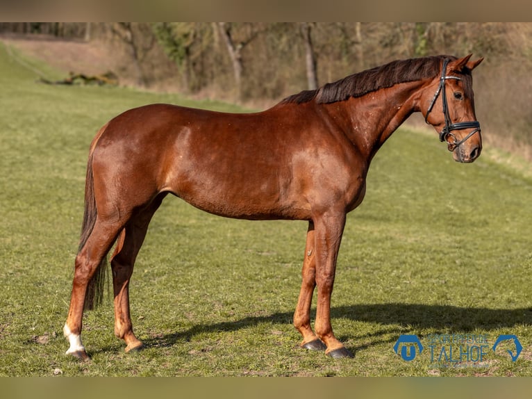 Koń hanowerski Klacz 6 lat 167 cm Ciemnokasztanowata in Korntal-Münchingen