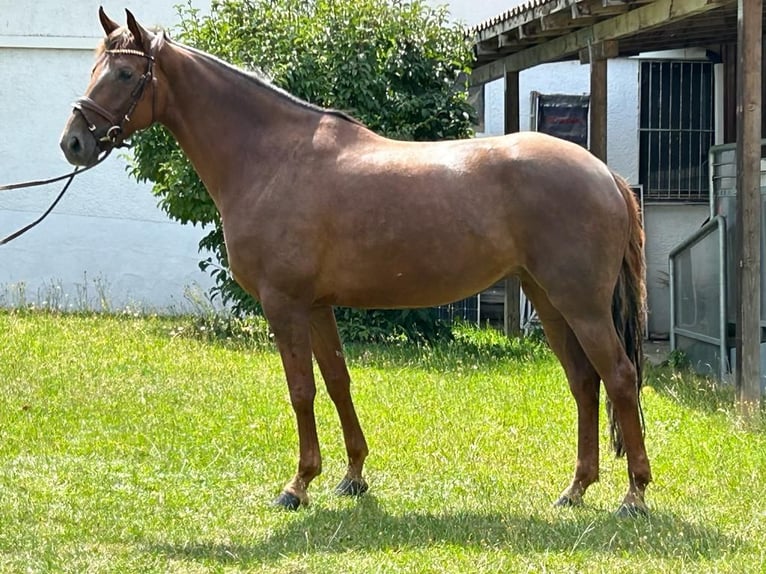 Koń hanowerski Klacz 6 lat 167 cm Ciemnokasztanowata in Höhnhart