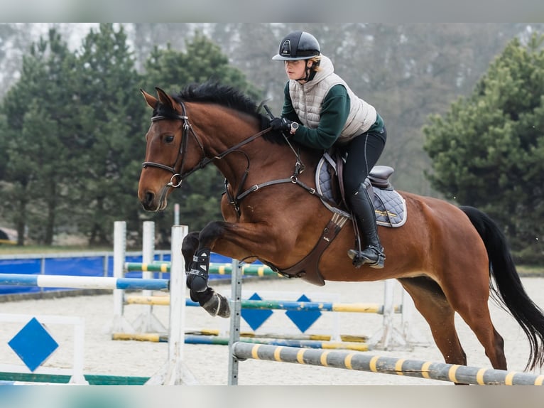 Koń hanowerski Klacz 6 lat 167 cm Gniada in Duszniki