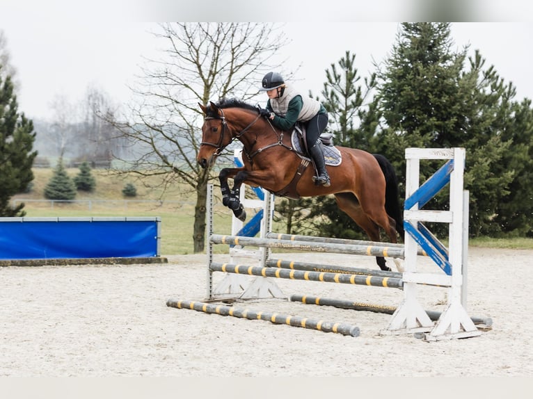 Koń hanowerski Klacz 6 lat 167 cm Gniada in Duszniki