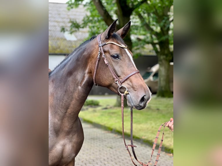 Koń hanowerski Klacz 6 lat 167 cm Gniada in Bremervörde