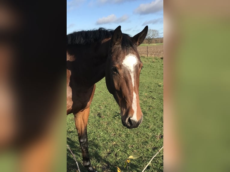 Koń hanowerski Klacz 6 lat 167 cm Gniada in Zeven
