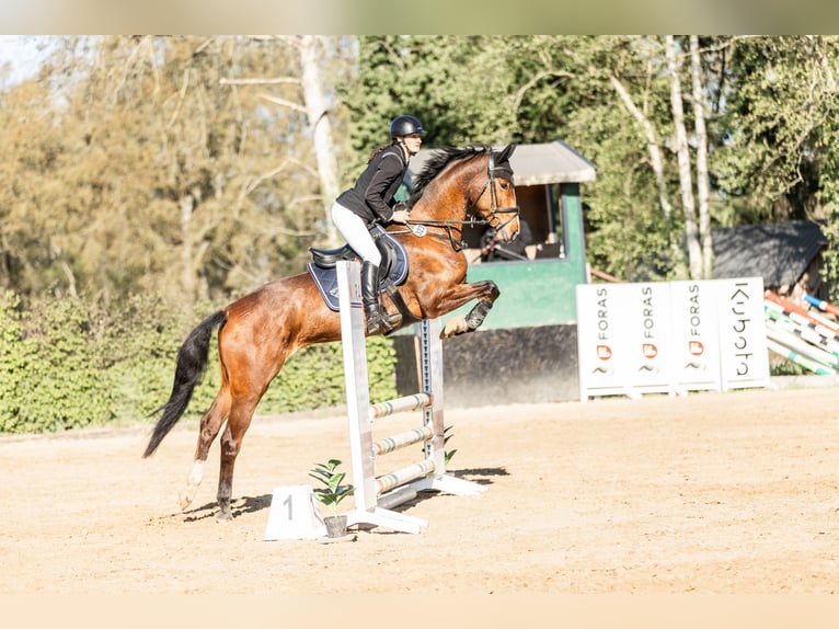 Koń hanowerski Klacz 6 lat 167 cm Gniada in Zeven