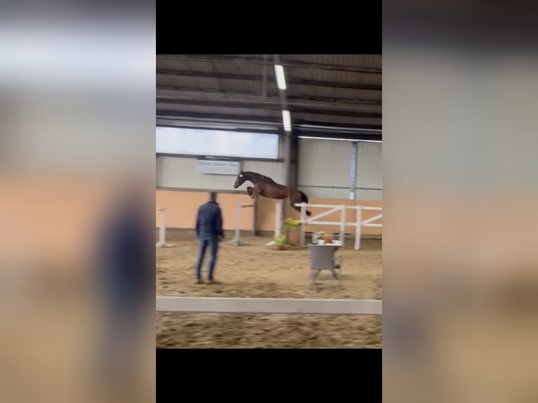 Koń hanowerski Klacz 6 lat 167 cm Gniada in Zeven