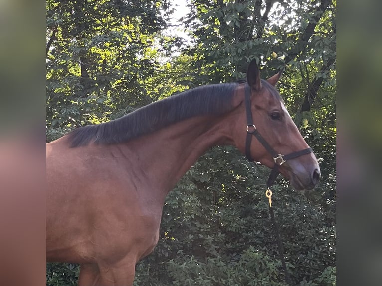 Koń hanowerski Klacz 6 lat 167 cm Gniada in Zeven