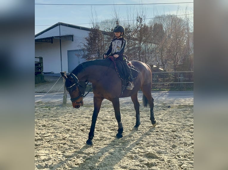 Koń hanowerski Klacz 6 lat 167 cm Gniada in WipperfürthWipperfürth