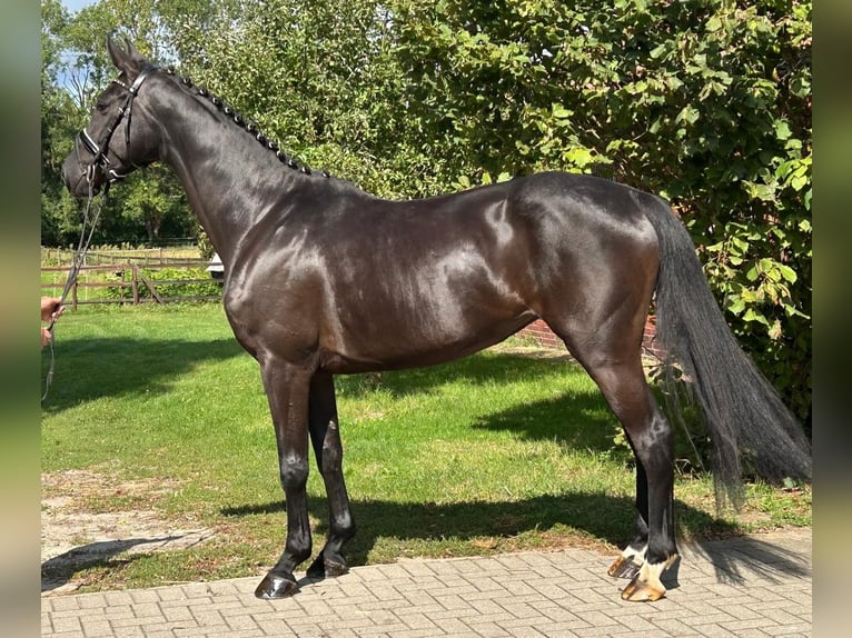 Koń hanowerski Klacz 6 lat 167 cm Kara in Balge