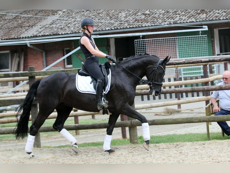 Koń hanowerski Klacz 6 lat 167 cm Kara in Wingst