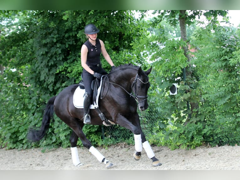 Koń hanowerski Klacz 6 lat 167 cm Kara in Wingst