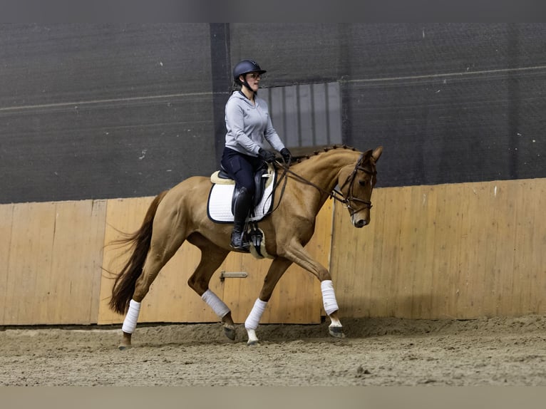 Koń hanowerski Klacz 6 lat 167 cm Kasztanowata in Moormerland