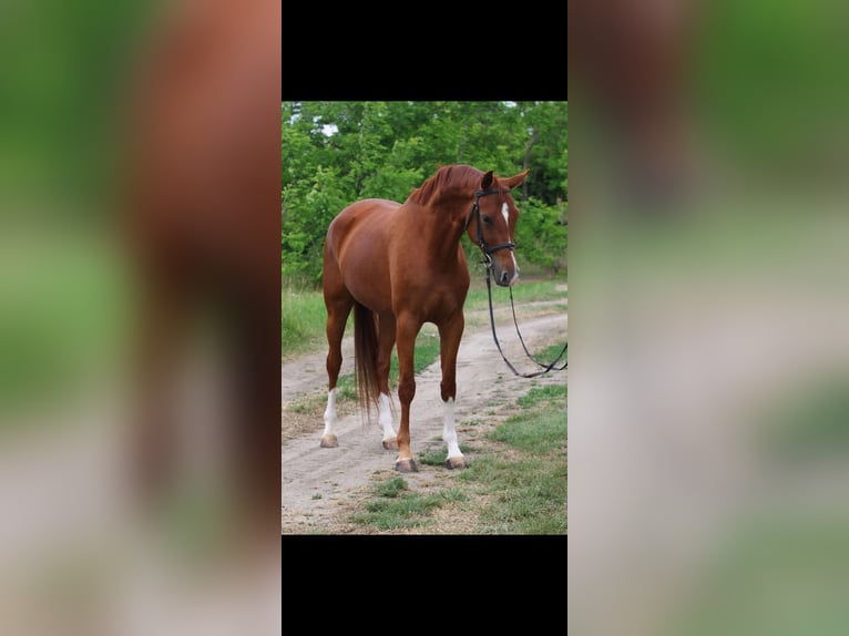 Koń hanowerski Klacz 6 lat 167 cm Kasztanowata in Gyula