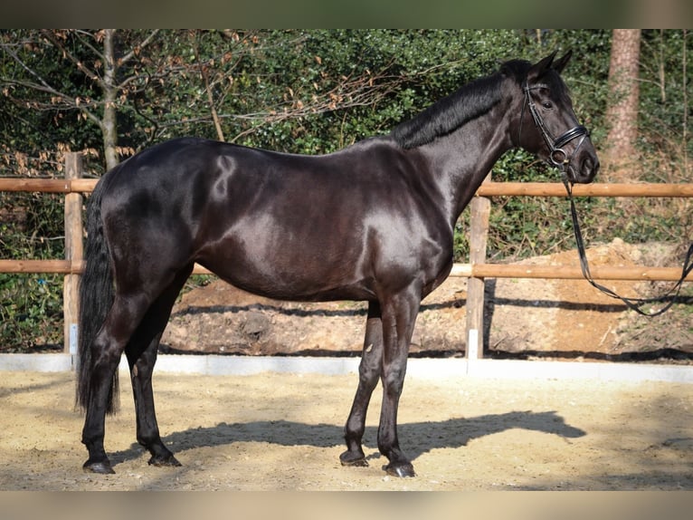 Koń hanowerski Klacz 6 lat 167 cm Skarogniada in Wuppertal