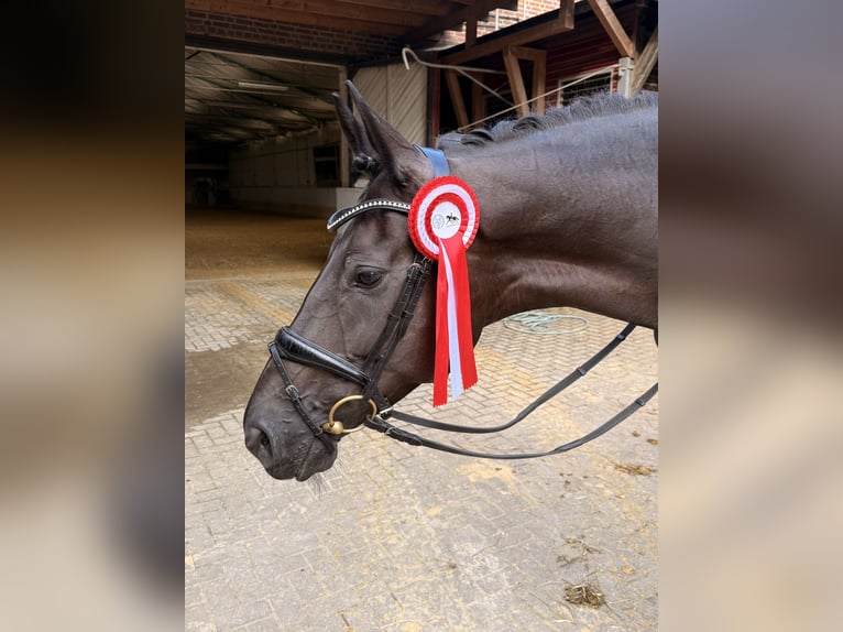 Koń hanowerski Klacz 6 lat 167 cm Skarogniada in Wuppertal