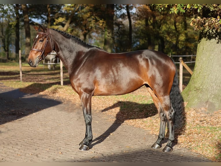 Koń hanowerski Klacz 6 lat 168 cm Ciemnogniada in Diepholz