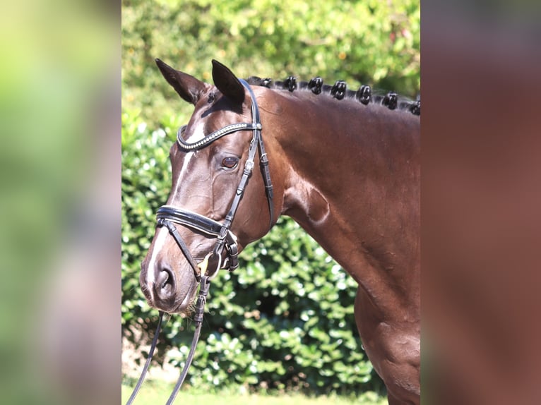 Koń hanowerski Klacz 6 lat 168 cm Ciemnogniada in Selsingen