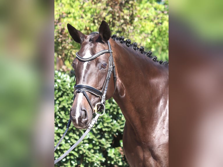 Koń hanowerski Klacz 6 lat 168 cm Ciemnogniada in Selsingen