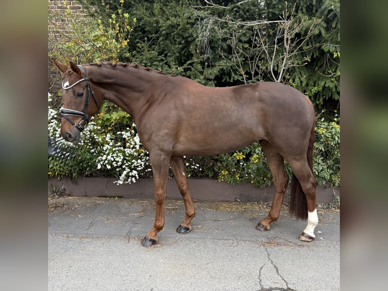 Koń hanowerski Klacz 6 lat 168 cm Ciemnokasztanowata in Niederkassel