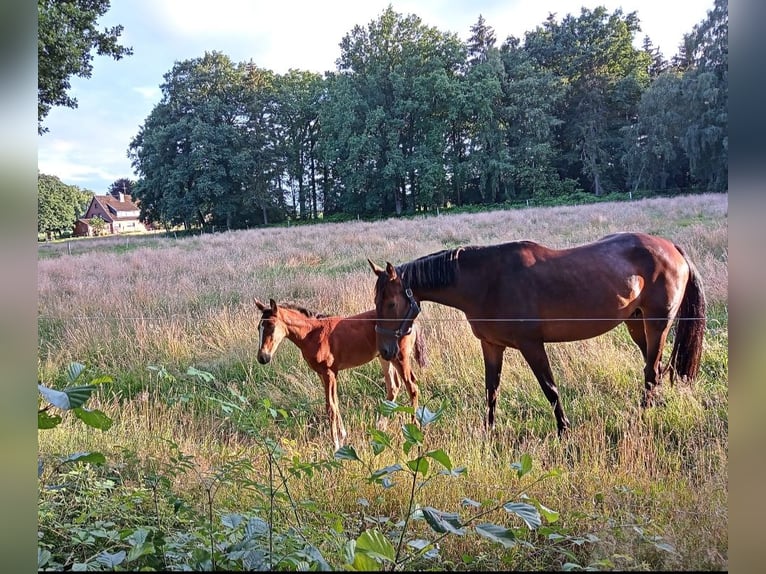 Koń hanowerski Klacz 6 lat 168 cm Gniada in Scheeßel