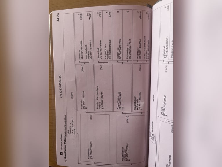 Koń hanowerski Klacz 6 lat 168 cm Kara in Schellerten