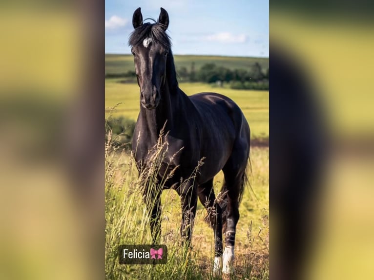 Koń hanowerski Klacz 6 lat 168 cm Kara in Schellerten