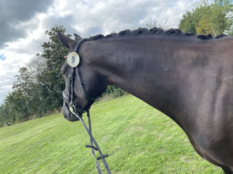 Koń hanowerski Klacz 6 lat 168 cm Kara in Bünde
